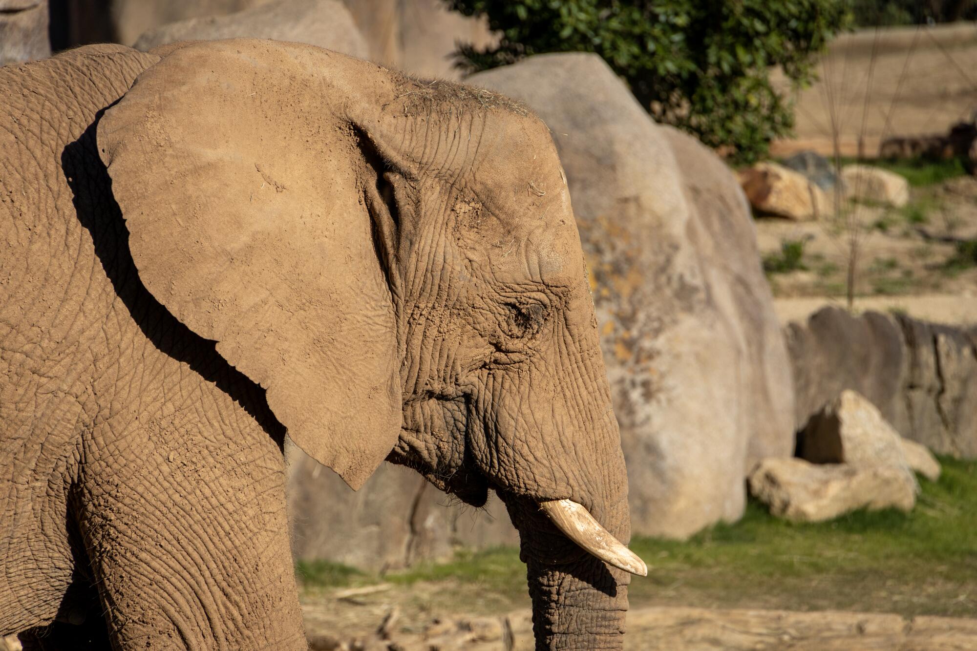 An elephant, viewed closely from the side.