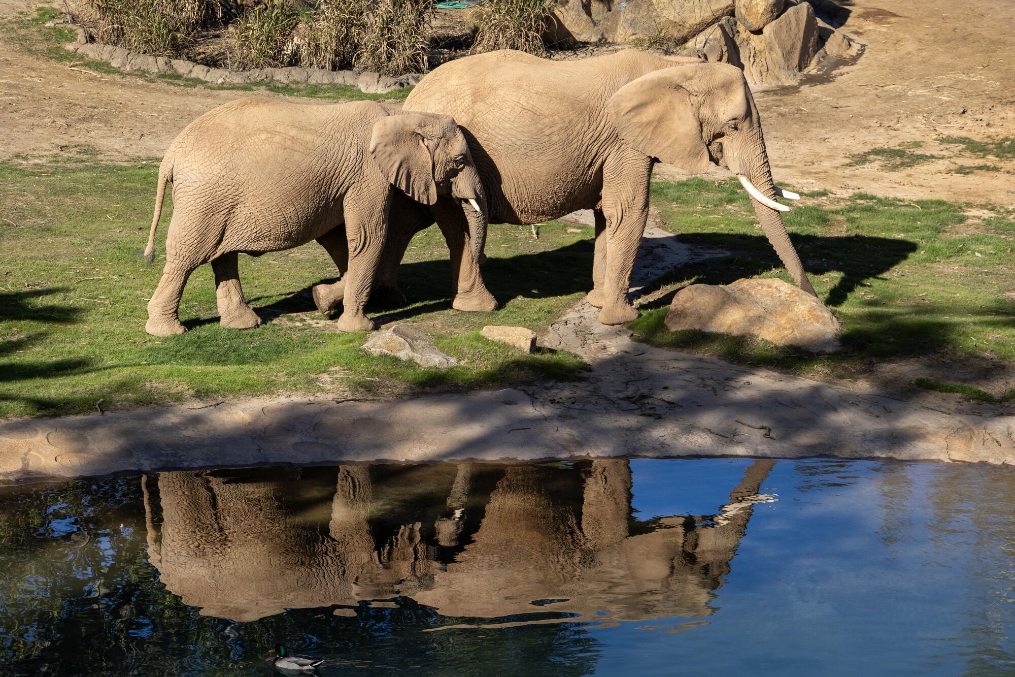 Two of eight elephants are reflected in a pond while roaming around the grounds during an Elephant Valley preview