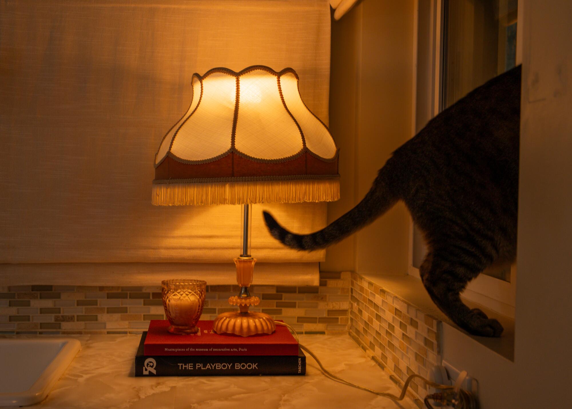 Adams' cat Maci climbs out of the window into her catio.