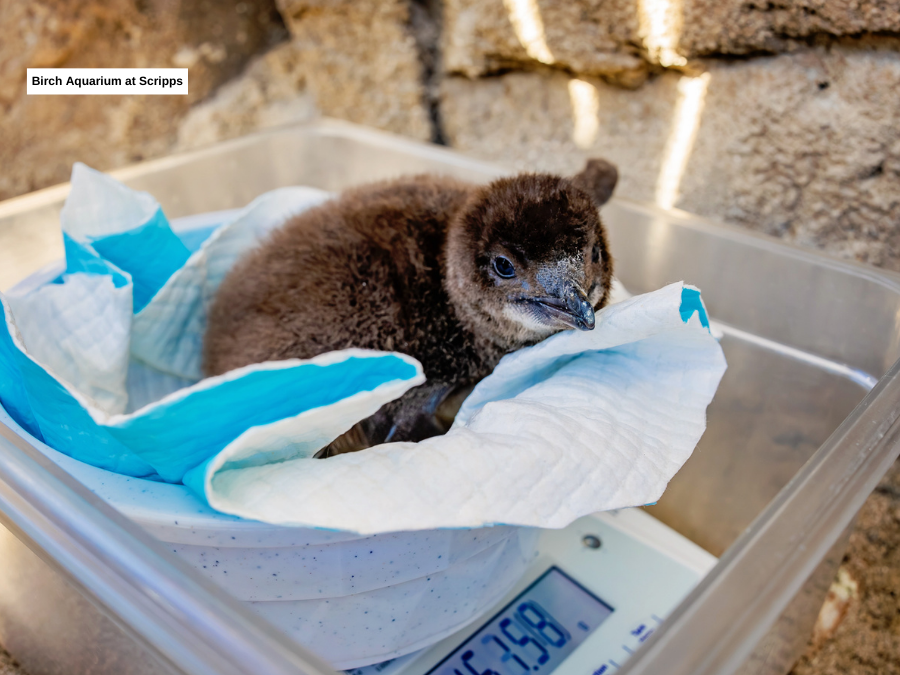 blue_penguins_chick_weigh_birch_aquarium_020426.png