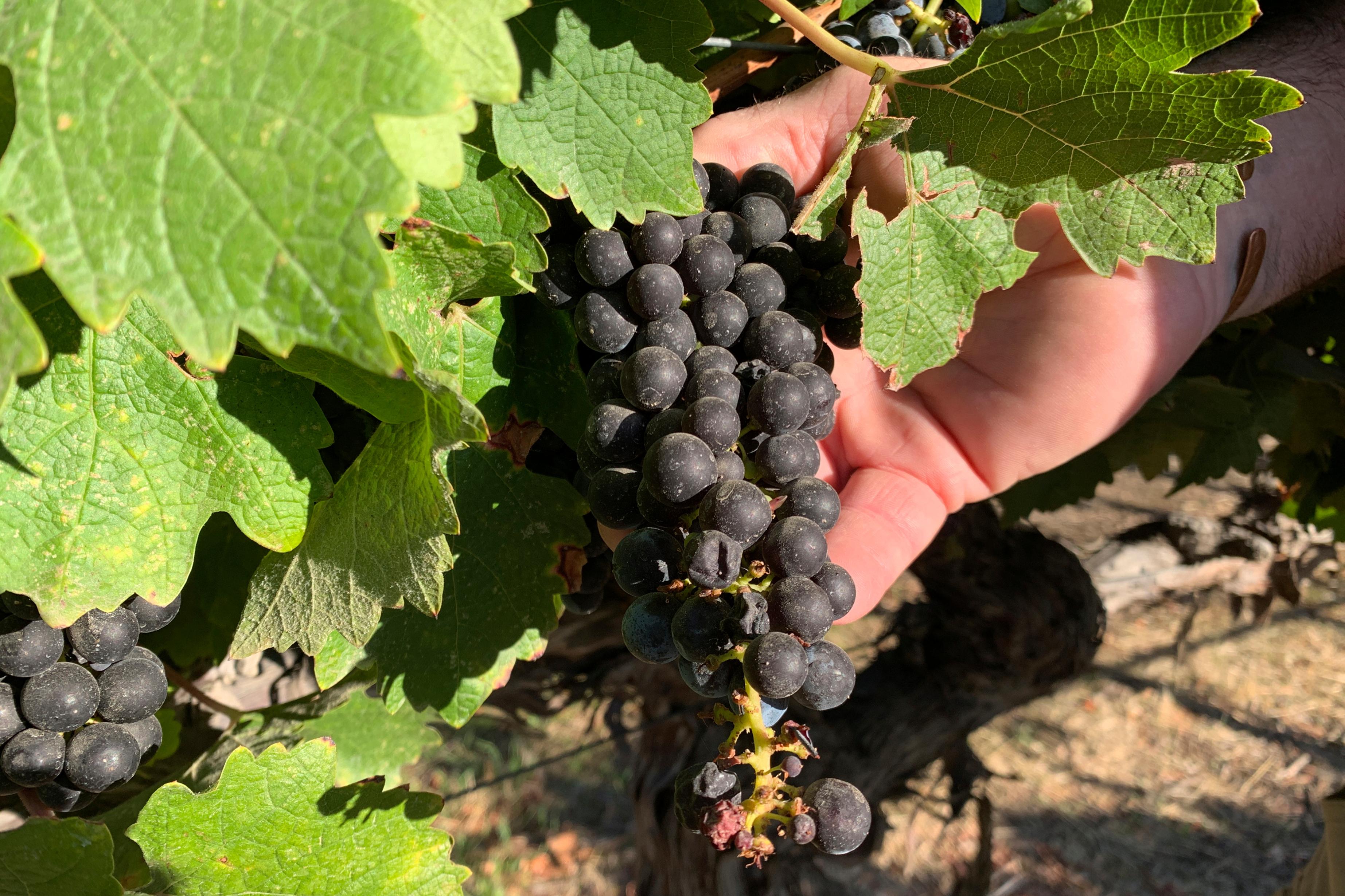 In this Oct. 4, 2019 photo, Cabernet Sauvignon wine grapes...