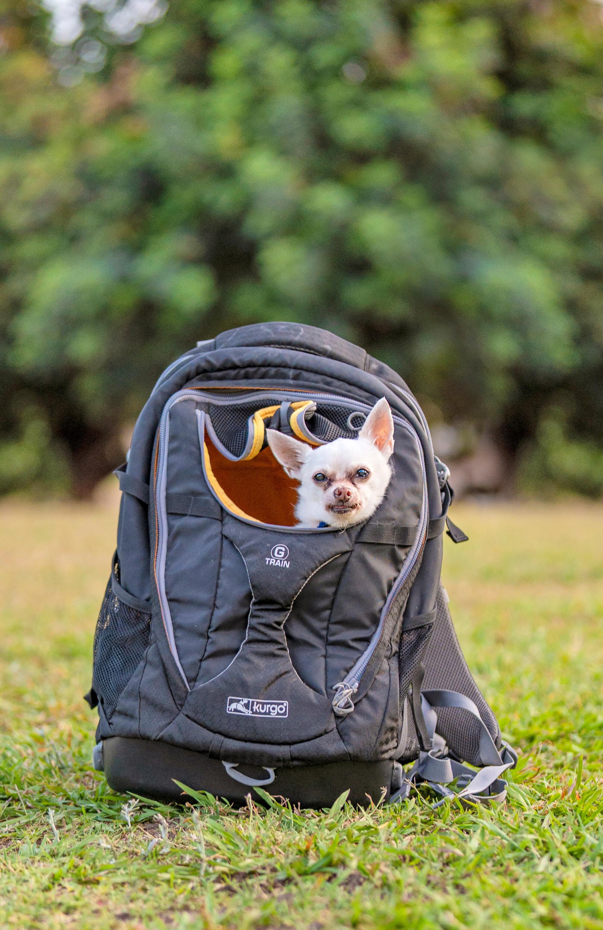 Mr. Tillman's owner Eric Garcia submitted a complaint to the California Veterinary Medical Board 