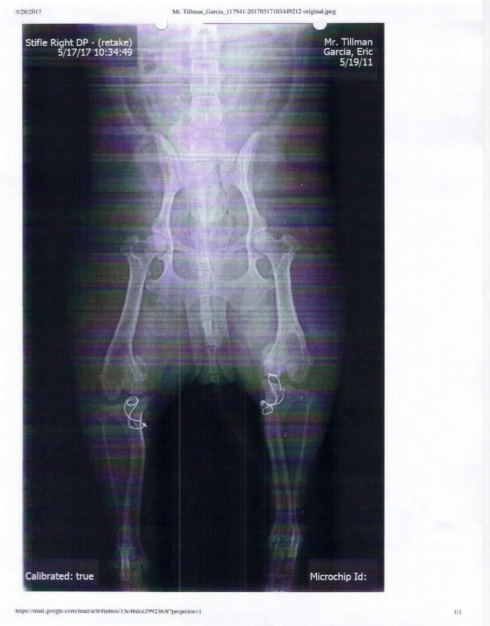 Mr. Tillman X-rays show the surgical procedure done by Rodney Ken Hatayama at the South County Veterinary Hospital