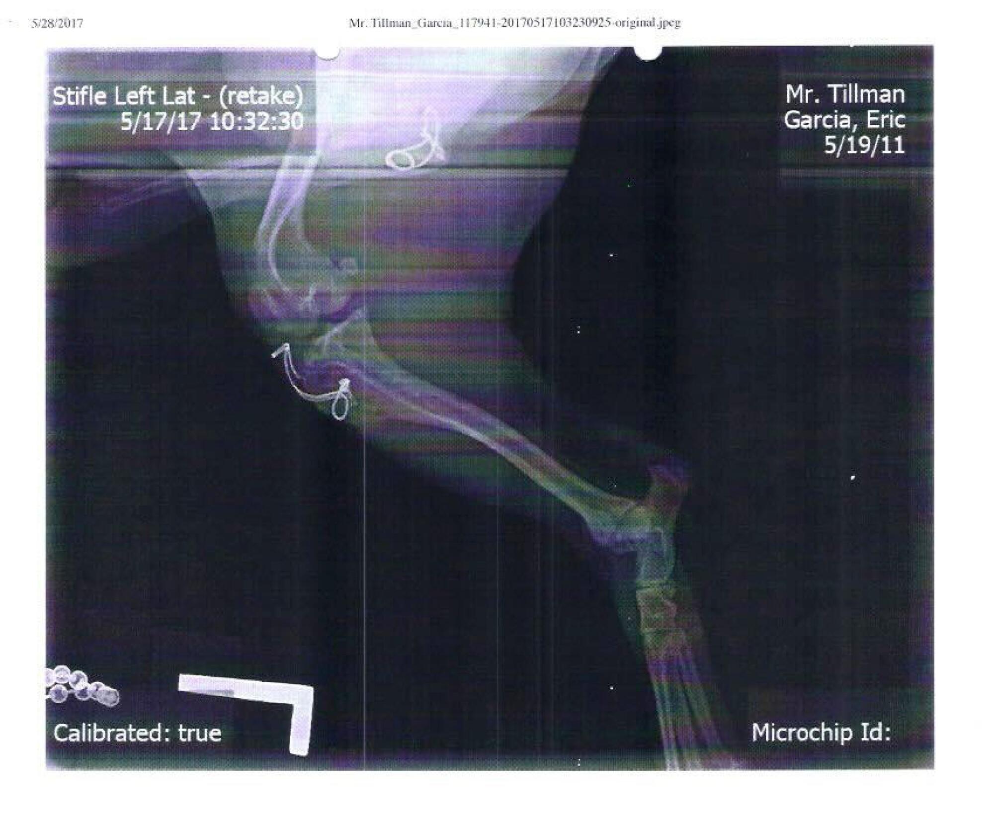 "Mr. Tillman X-rays show the surgical procedure done by Rodney Ken Hatayama at the South County Veterinary Hospital