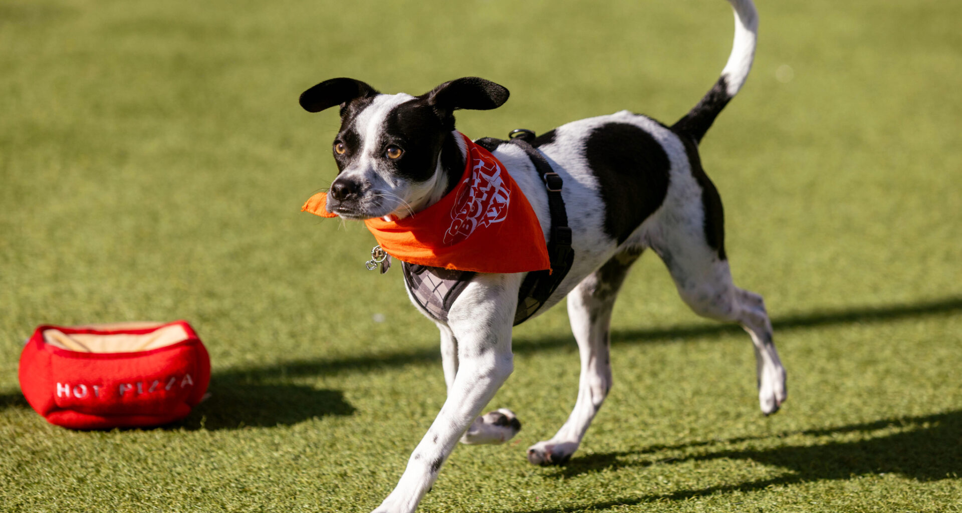The underdog story of San Francisco's first-ever Puppy Bowl competitor