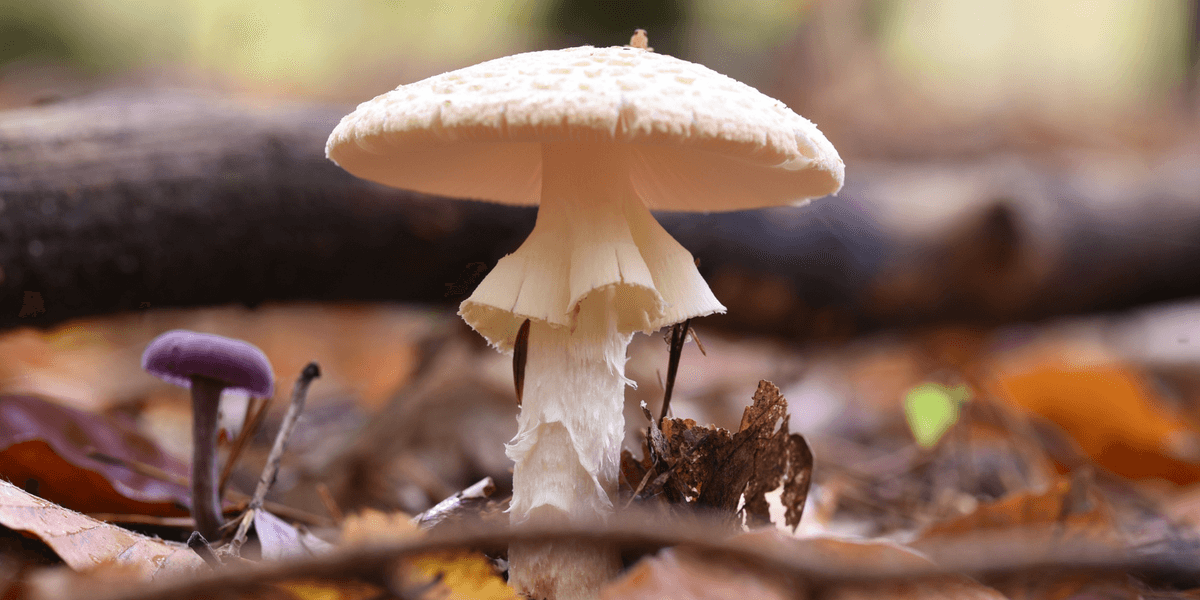 Four people die after eating lethal poisonous mushrooms as authorities issue urgent warning
