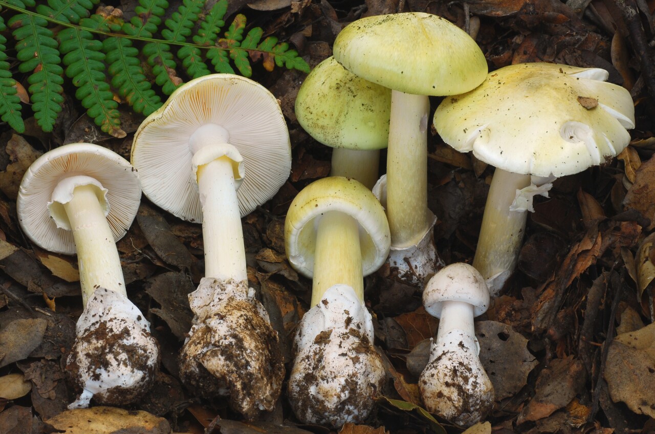Death Cap mushrooms