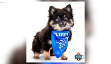 Yahoo lifestyle home