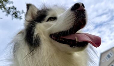 East Bay pets of the week for Feb. 13