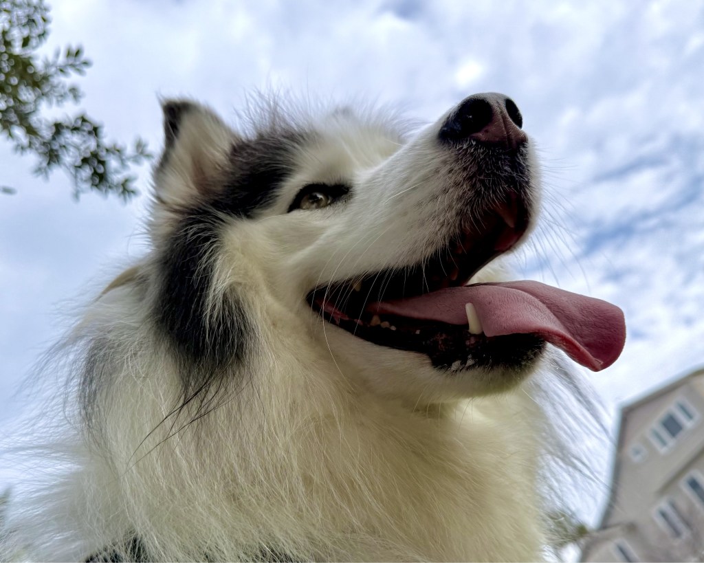 East Bay pets of the week for Feb. 13