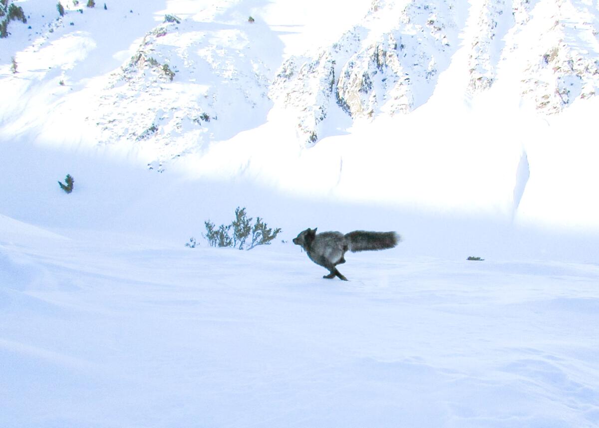 A Sierra Nevada red fox bounds over snow after its release. Fewer than 50 are believed to remain in the Sierra.