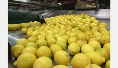 Lemon harvesting conditions improving in California