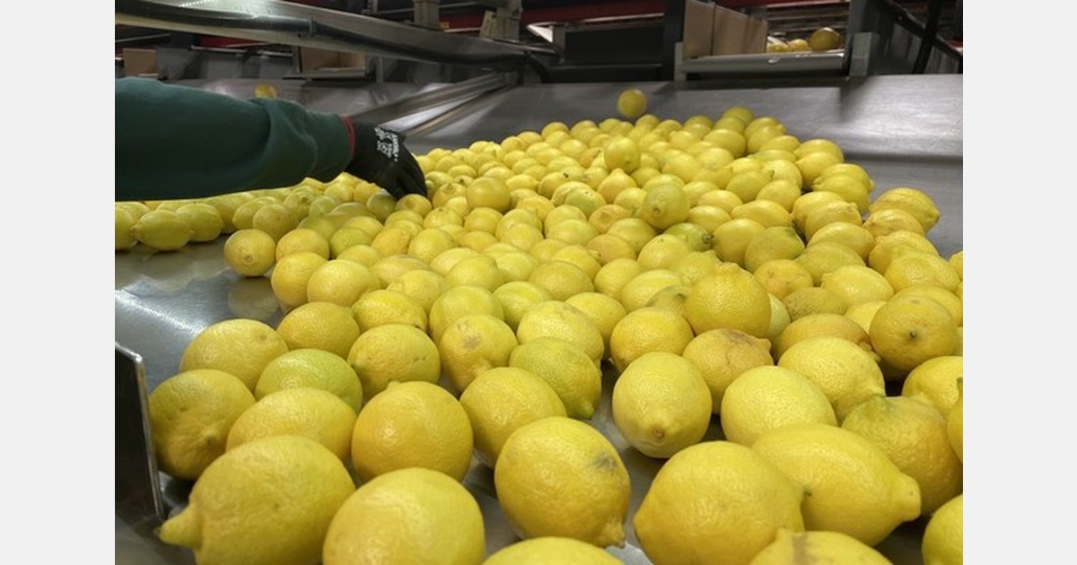 Lemon harvesting conditions improving in California