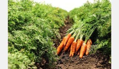 California court proposes water relief for Cuyama Valley growers