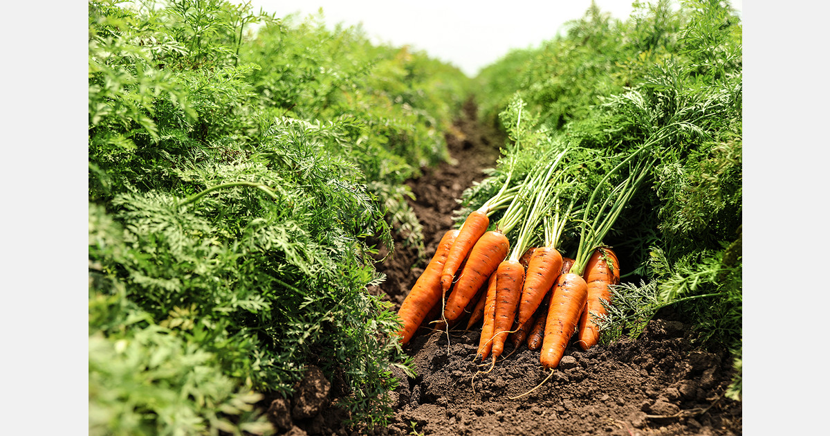 California court proposes water relief for Cuyama Valley growers