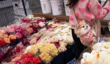 A person in a pink heart-patterned sweater stands beside colorful flower bouquets. A small dog in a matching pink outfit peeks out from a shoulder bag.