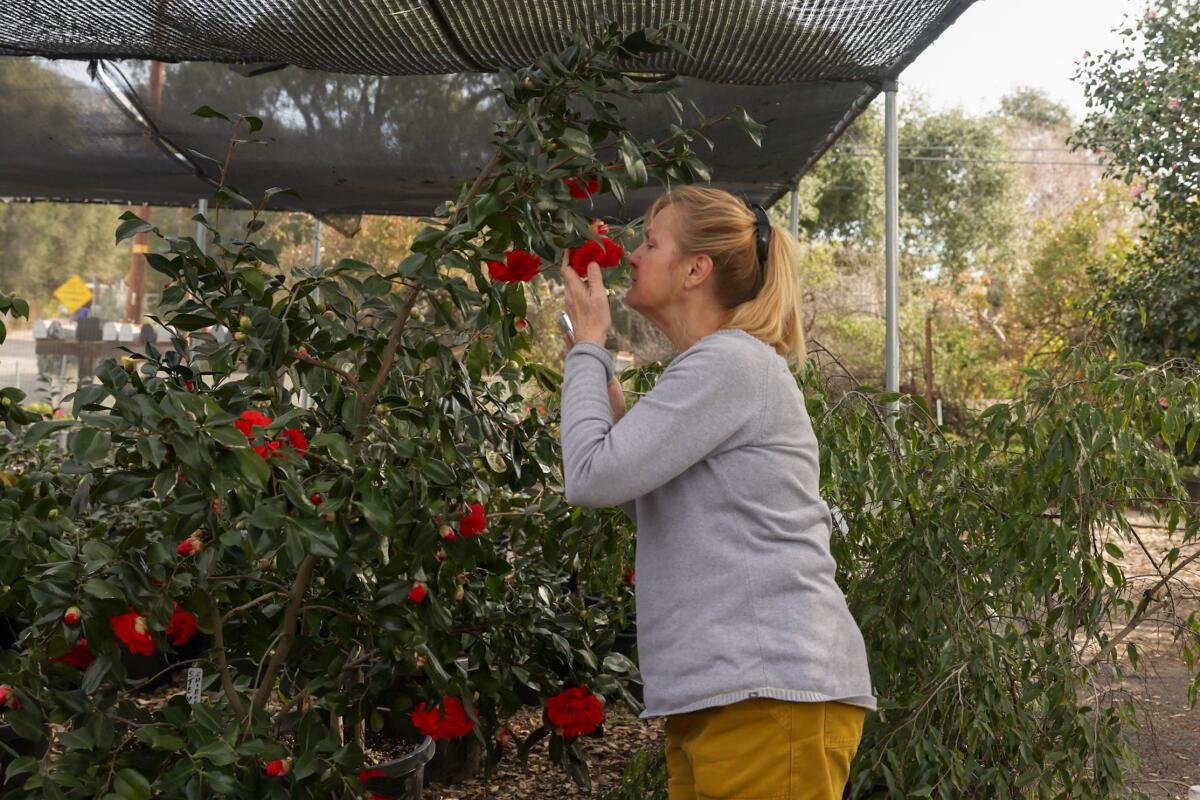 Jeanette Marantos smells the camellias at Nuccio's Nurseries in 2023 in Altadena.