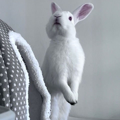 Puff is a 6-month-old, male, domestic rabbit. (Photo courtesy of...