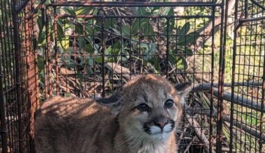 California wildlife officials give mountain lions new habitat protections
