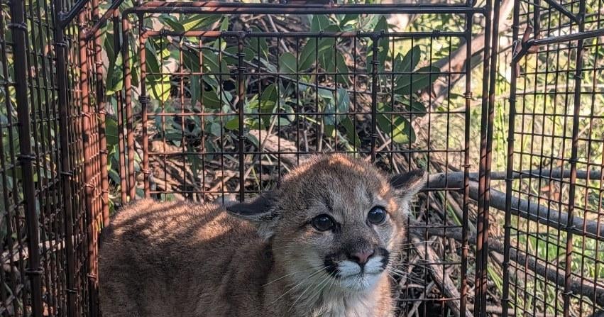 California wildlife officials give mountain lions new habitat protections