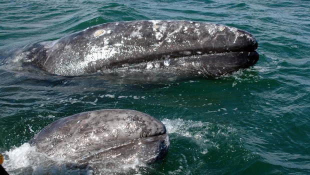 Whale watching aboard the Kuyima panga, San Ignacio Lagoon. (Photo by Diane Alps)