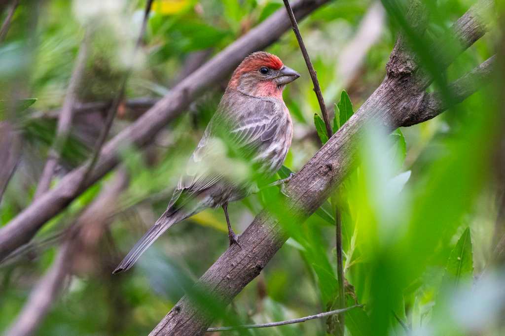 Check out Carson’s ‘secret refuge’ — the Bixby Marsh – Daily Breeze