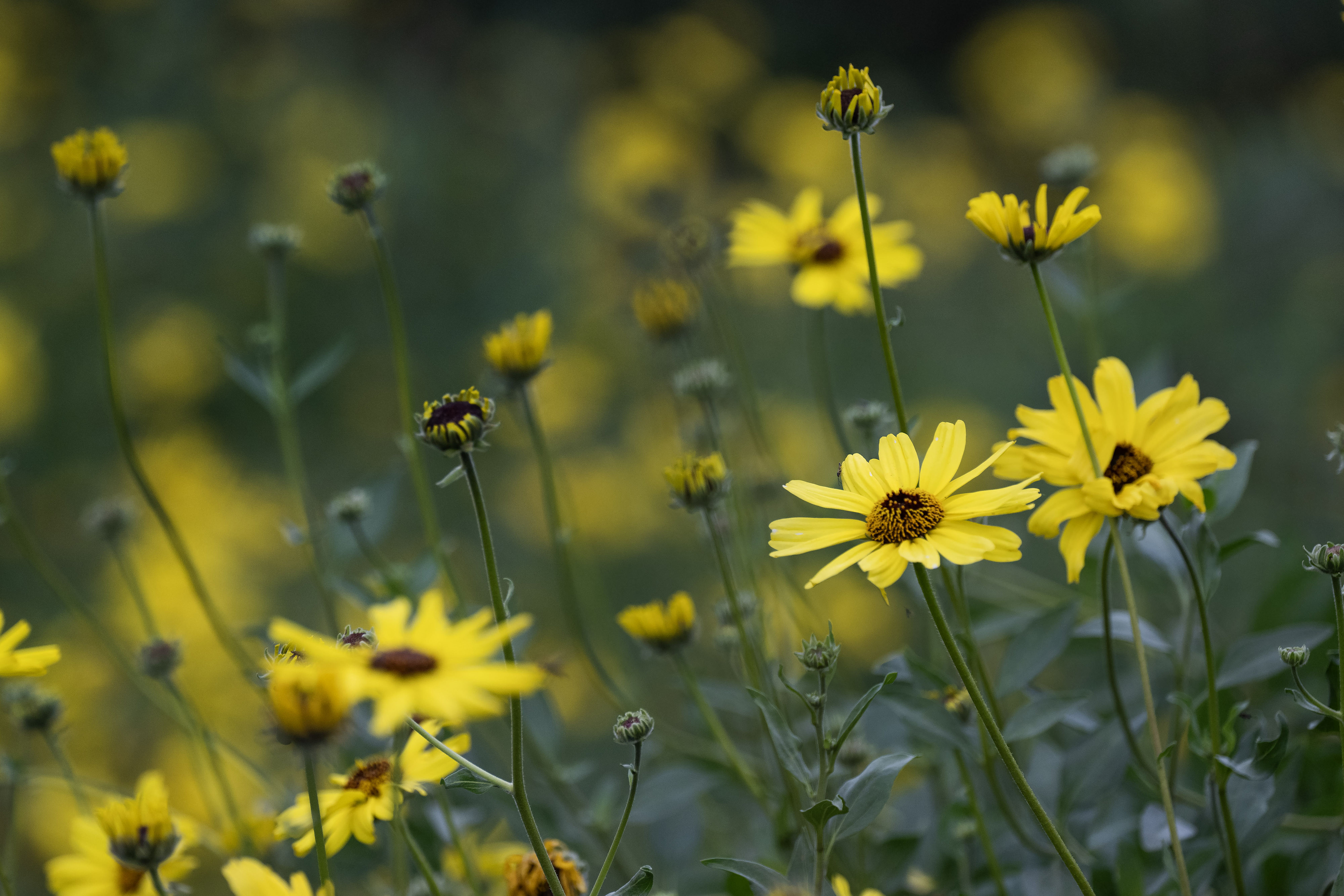 Brittlebush growing at the Bixby Marshland in Carson on Tuesday,...