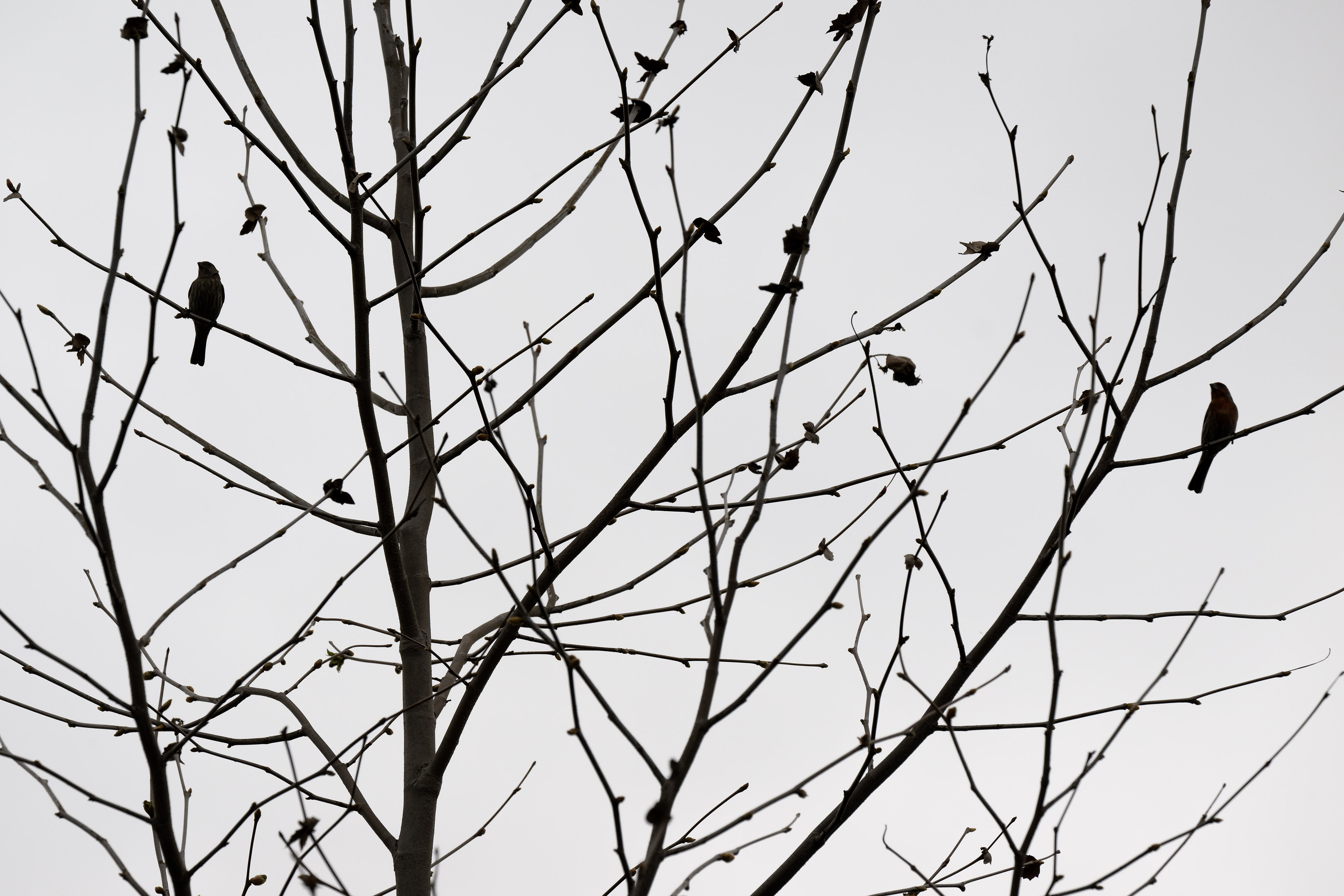 The Bixby Marshland is home to a variety of wildlife...