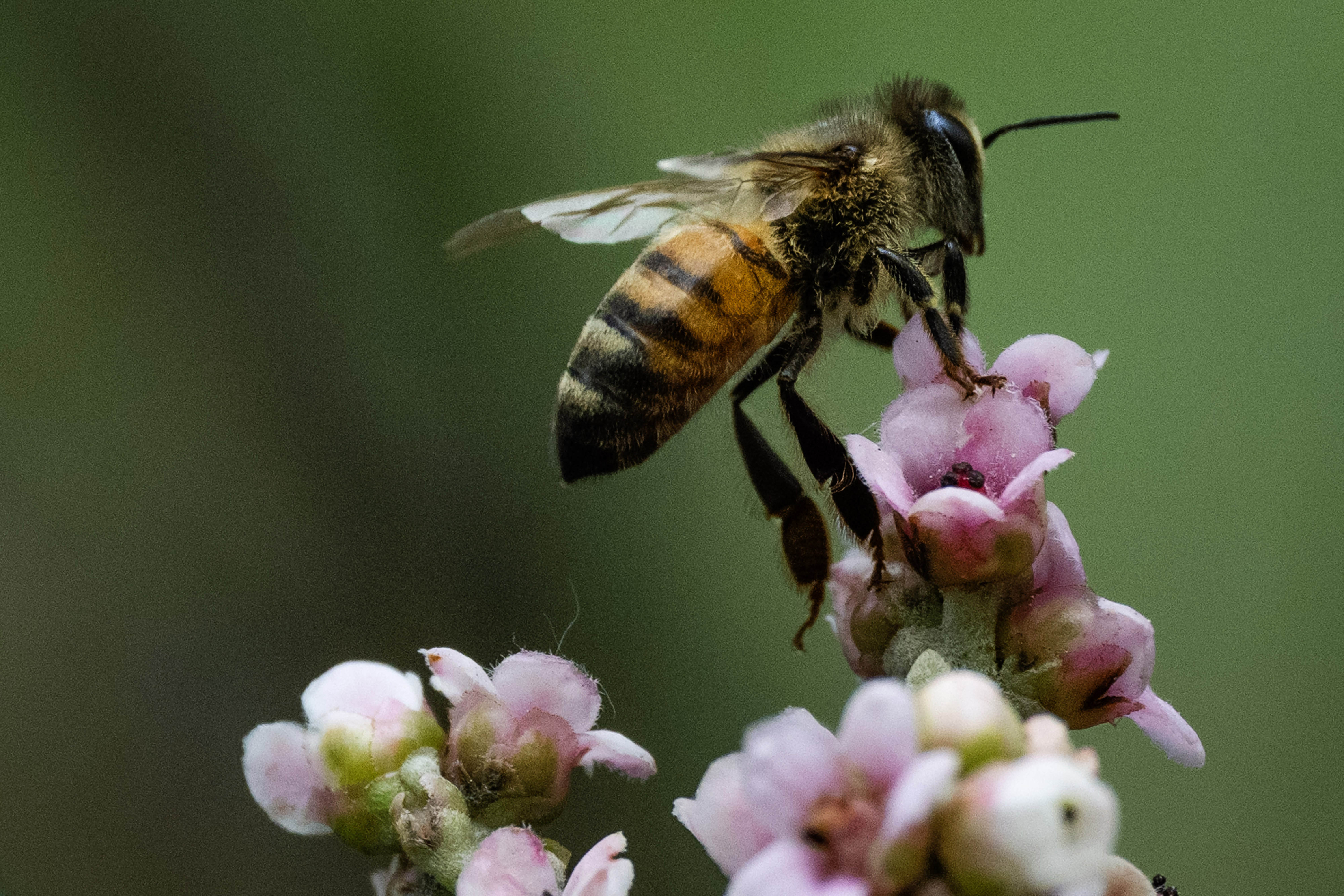 The Bixby Marshland that is maintained by the LA County...
