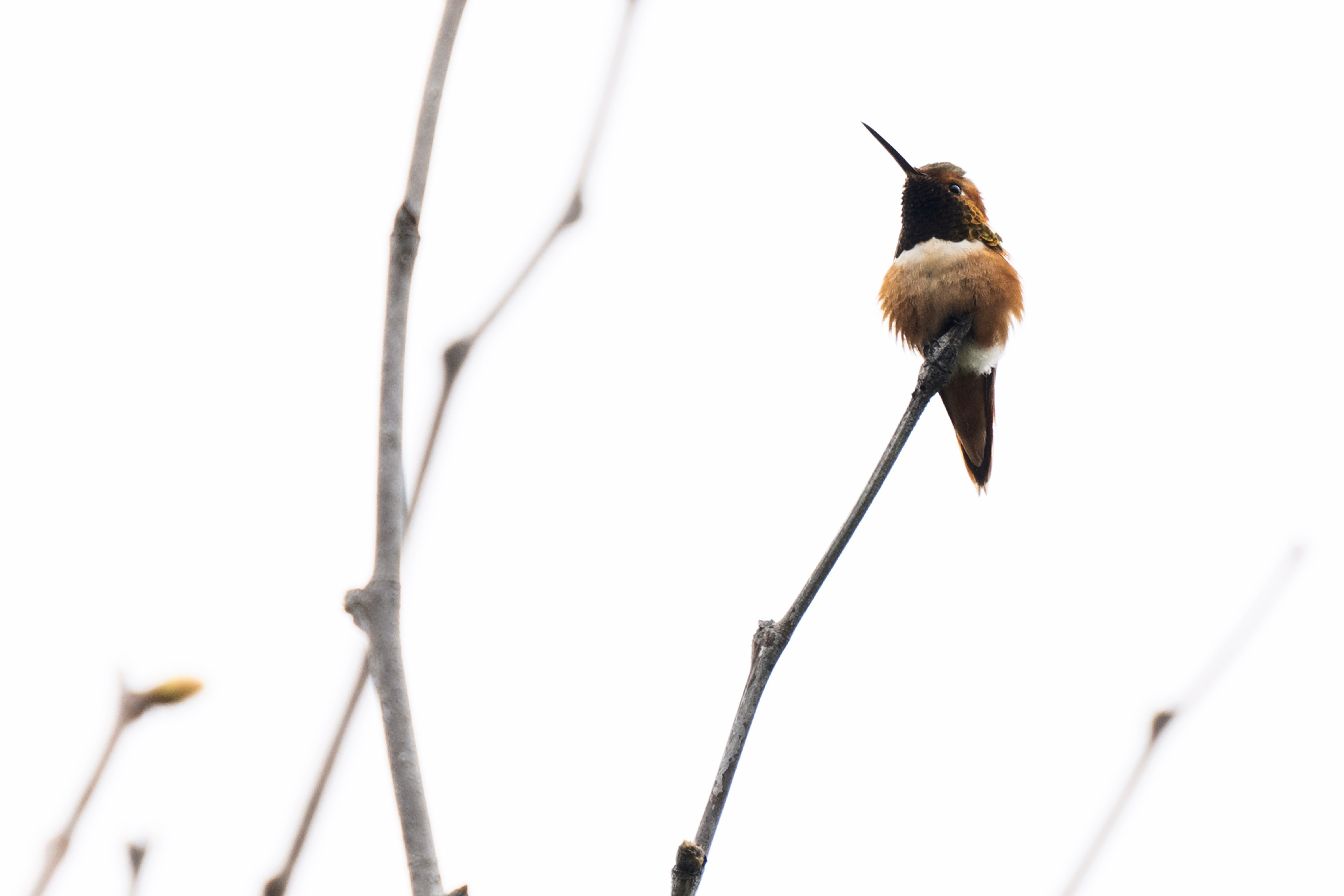 The Bixby Marshland is home to a variety of wildlife...