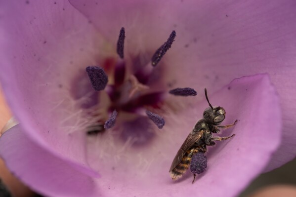 This photo, provided by Krystle Hickman, shows a Perdita californica male bee on May, 1, 2025 at Orange Hills Regional Park in Orange, Calif. (Krystle Hickman via AP)