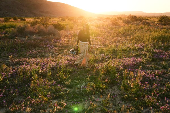 Photographer Krystle Hickman walks in a field of wildflowers while photographing wild bees at Anza-Borrego Desert State Park in San Diego County, Calif., on Saturday, Feb. 7, 2026. (AP Photo/Damian Dovarganes)
