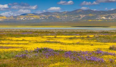 Carrizo Plain