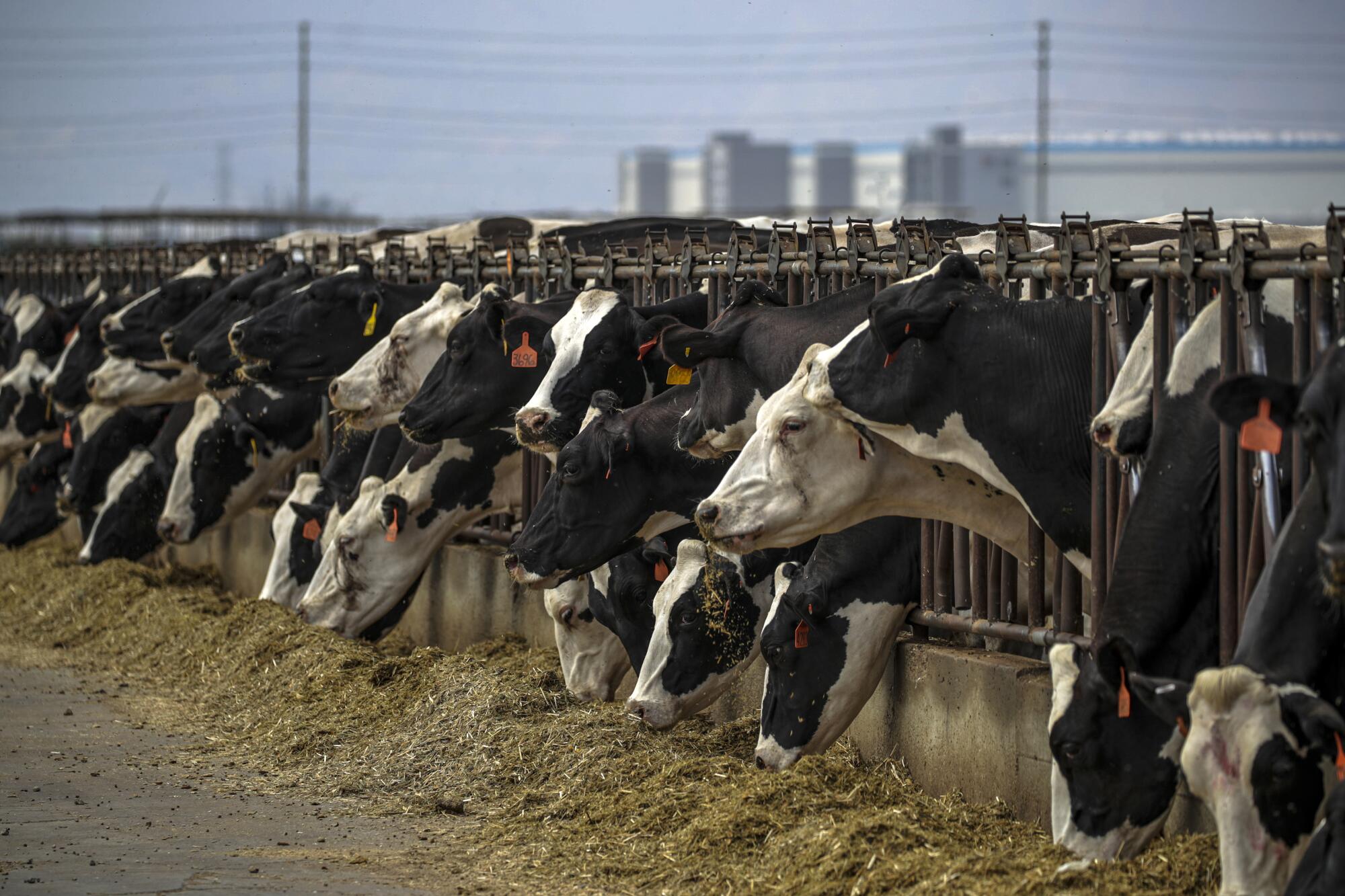 Dairy cows lined up with a large facility in the distance