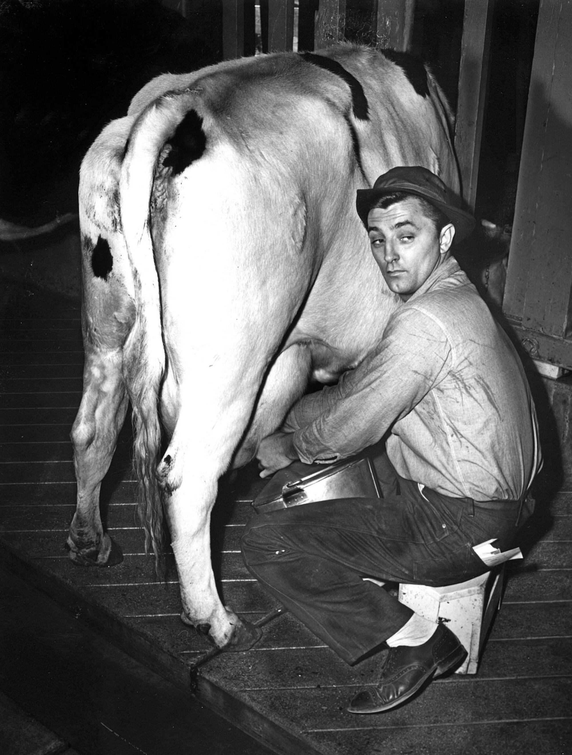 Black-and-white photo of actor Robert Mitchum kneeling to milk a cow in 1949