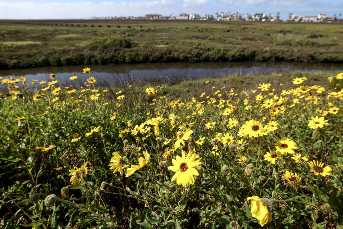 The Tijuana Estuary in Imperial Beach is seen on Friday.