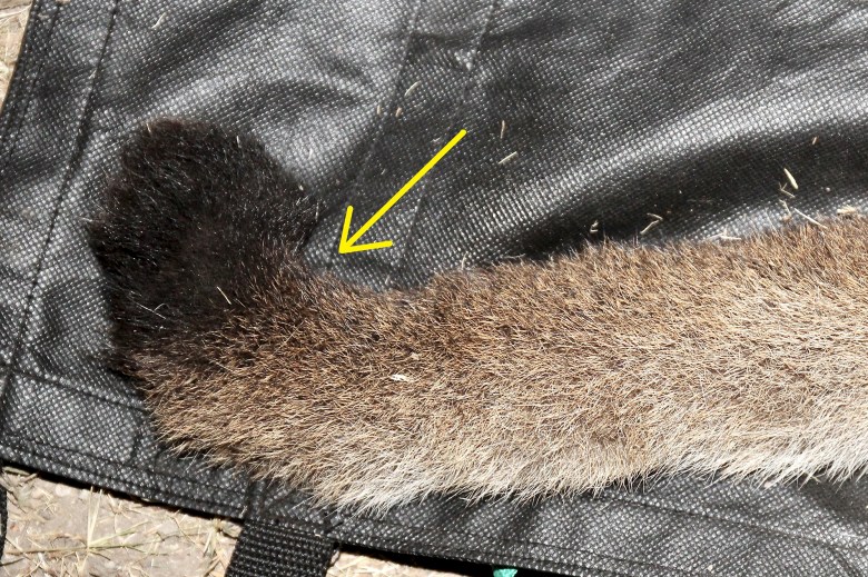 The kinked tail of mountain lion P-81 is a physical manifestation of inbreeding. Photo via National Park Service