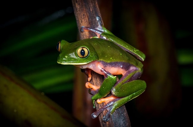Blue-sided treefrog