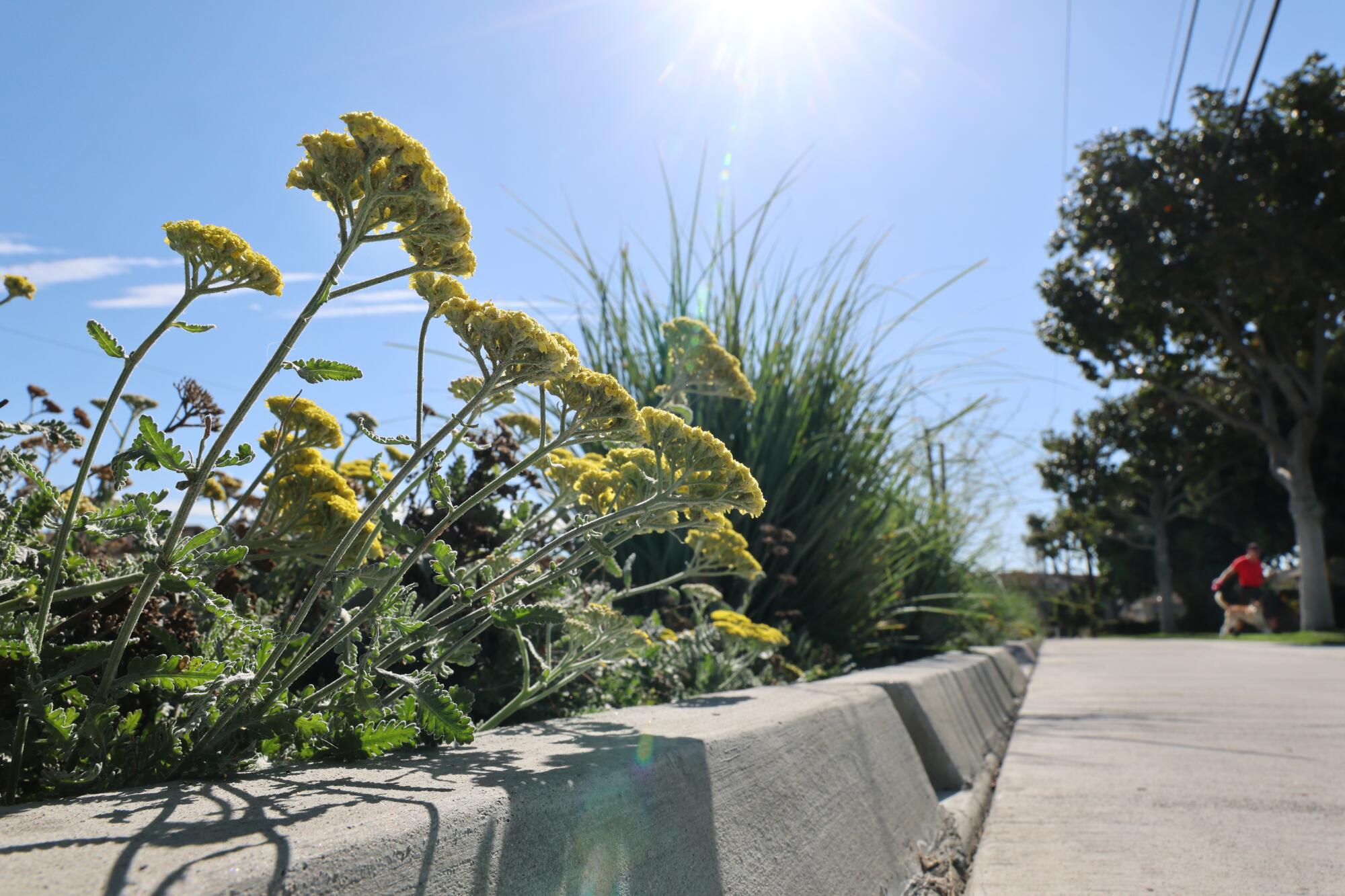 A person walks their dog past native plants and flowers planted along the Merced Avenue Greenway in South El Monte.