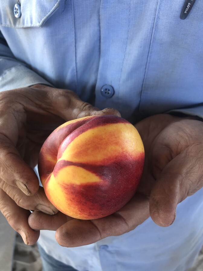 A close-up of David "Mas" Masumoto's weathered, soil-dusted hands cradling a large ripe peach streaked with red and gold.