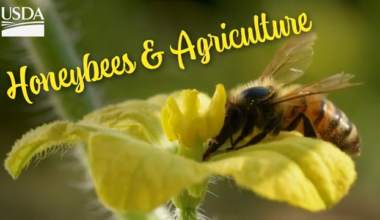 Investigators crack down on organized hive thefts