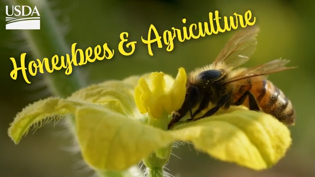 Investigators crack down on organized hive thefts