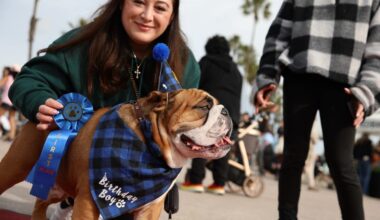 Long Beach’s annual Bulldog Beauty Contest returns with more wrinkles, paws, wagging tails – Press Telegram