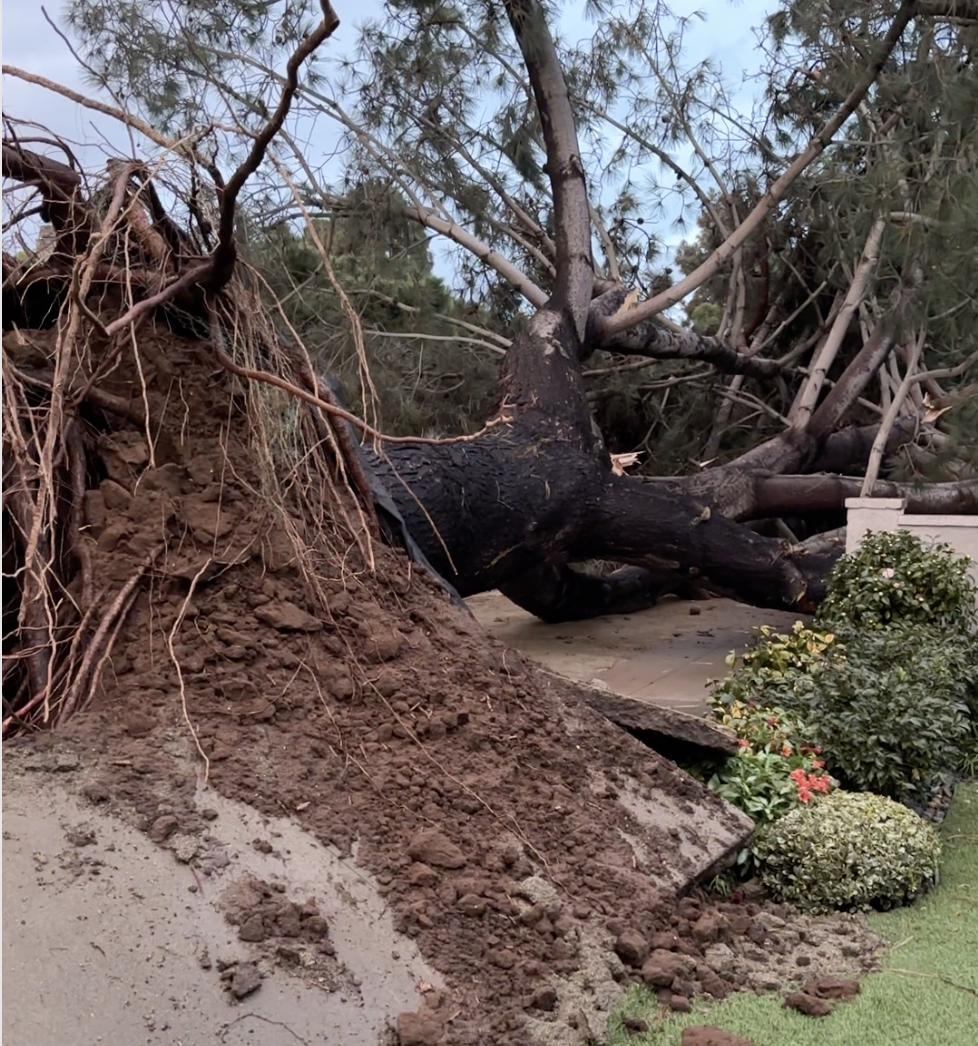 fallen tree pacific beach