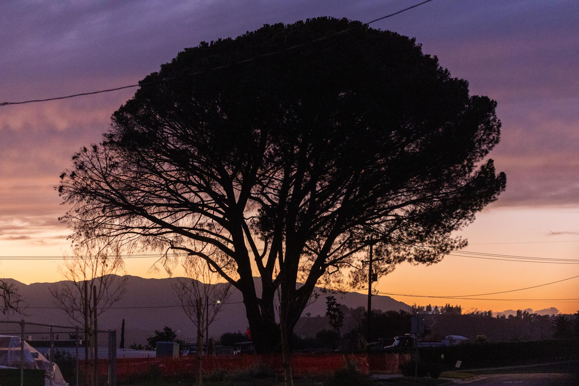 Altadena , CA - February 12: A lone oak tree stands tall
