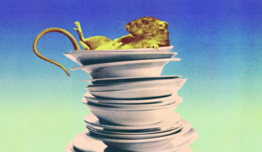 A rat lies on its back comfortably inside a tall, precarious stack of white plates against a gradient blue-green background.