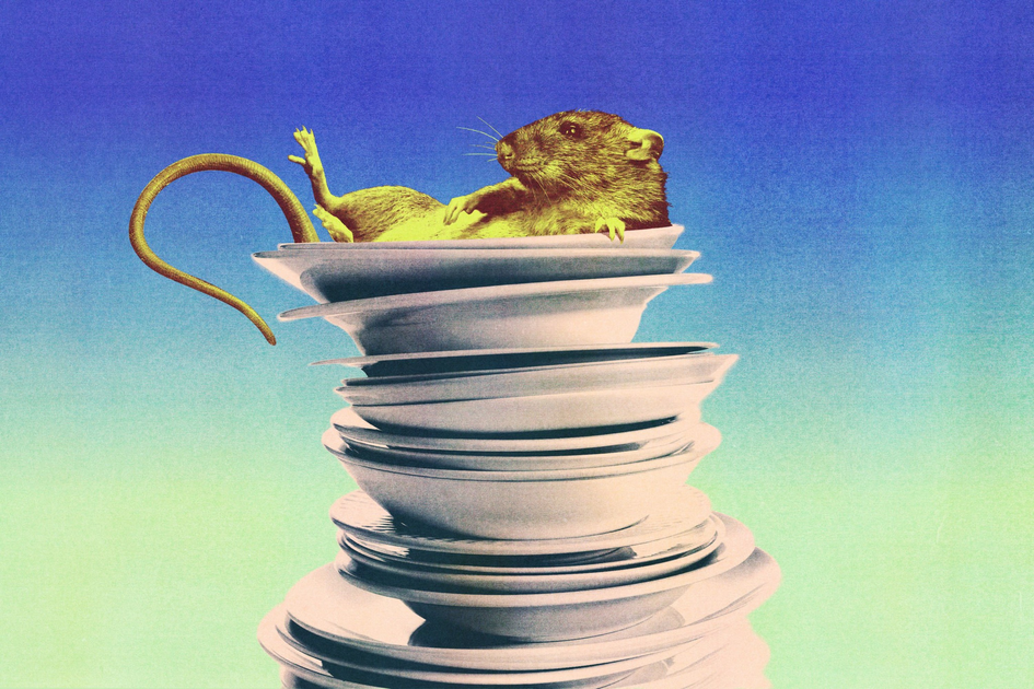 A rat lies on its back comfortably inside a tall, precarious stack of white plates against a gradient blue-green background.