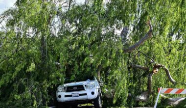Strong storm topples trees in Fullerton – Orange County Register