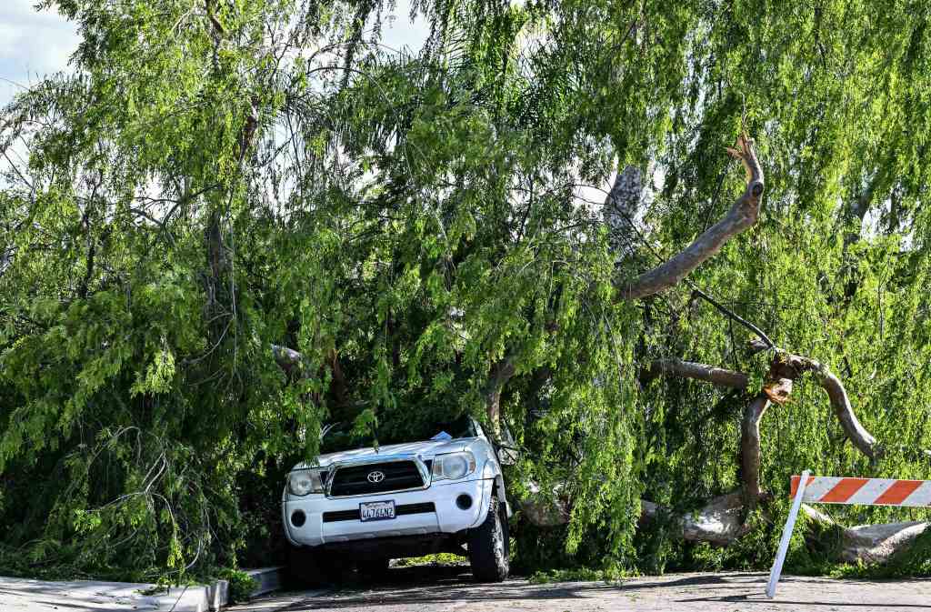 Strong storm topples trees in Fullerton – Orange County Register