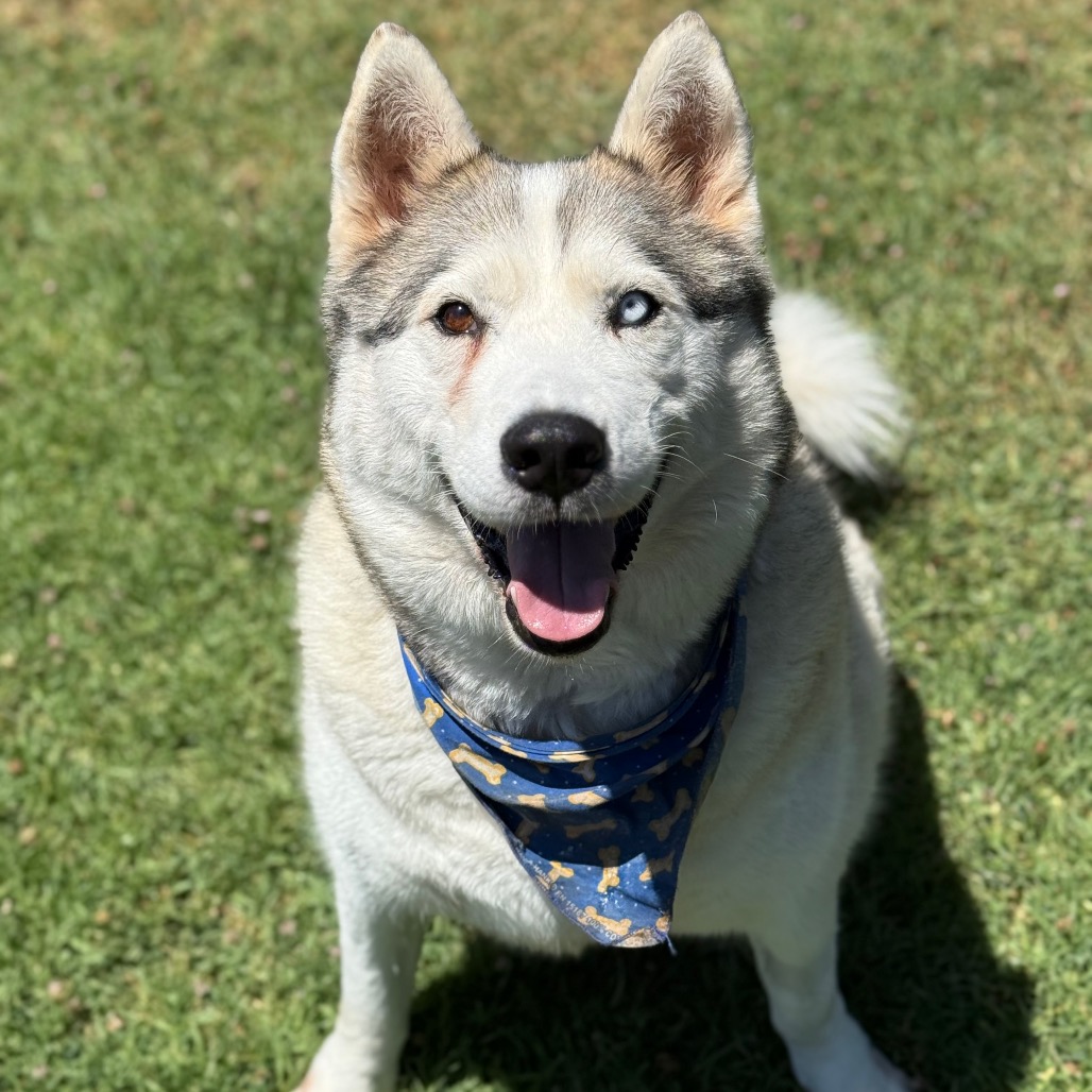 Azul is a 6-year-old, female, Siberian husky mix. (Photo courtesy...